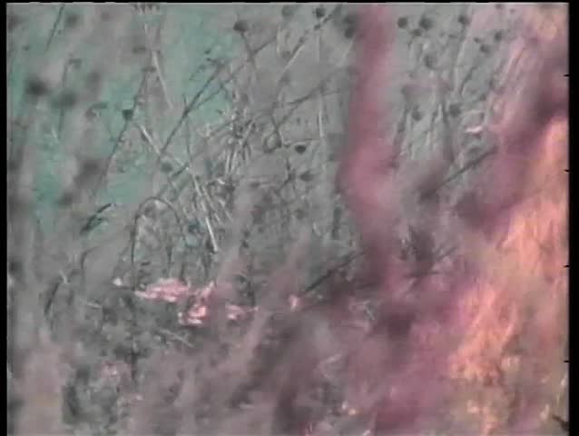 Antelopes running from fire in Africa