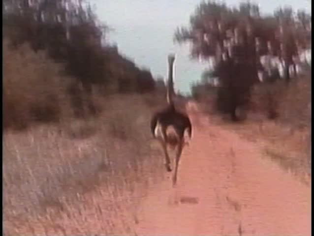 Rear view of ostrich running down dirt road in South Africa