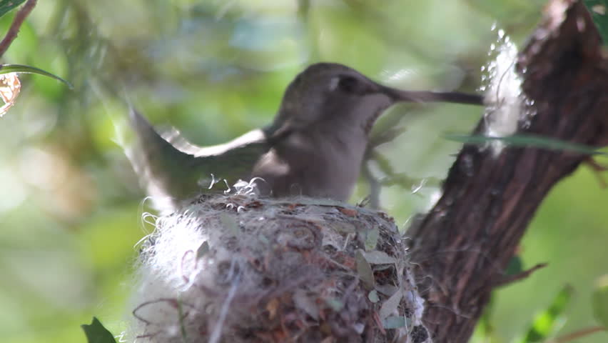 Hummingbird builds nest, close up, carries fluffy bits in beak, inserts it into nest, tamps it down with feet. 1080p