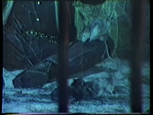 Man sitting on floor in jail cell surrounded by rats