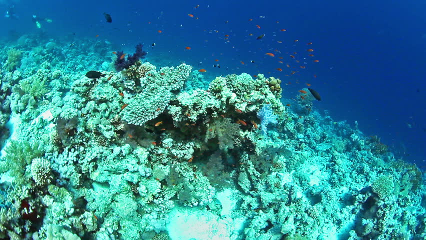 Tropical coral reef and fishes on Red Sea.