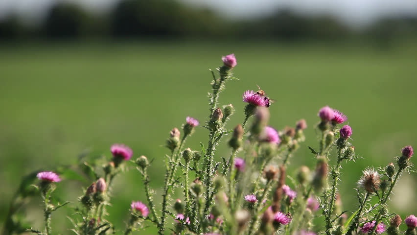 Beautiful rack-focus shot from bees on a flower in the foreground to summer farmland in the background