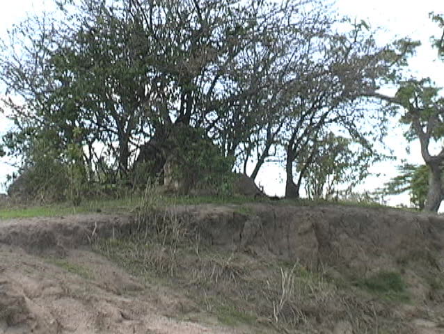 Lion waiting in the bush for lunch to walk by