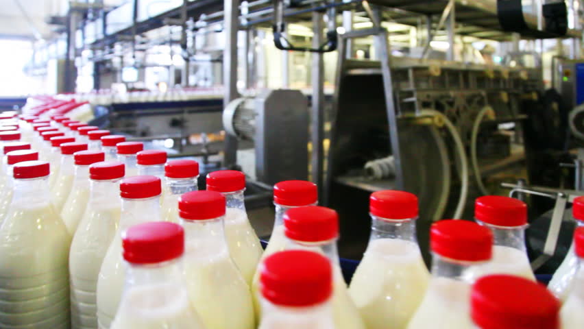 many bottles milk with red caps move wide conveyor belt at factory, panorama following their movement