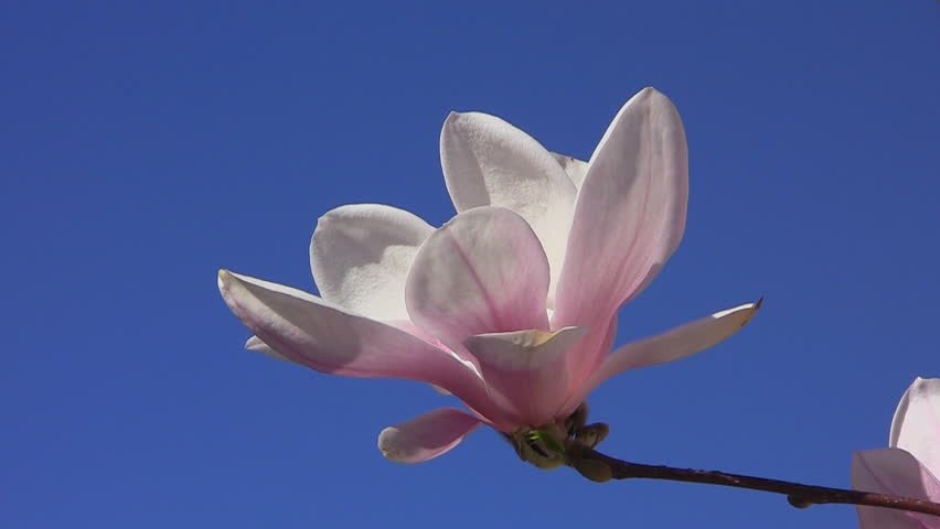 White doves birds at Magnolia tree at spring