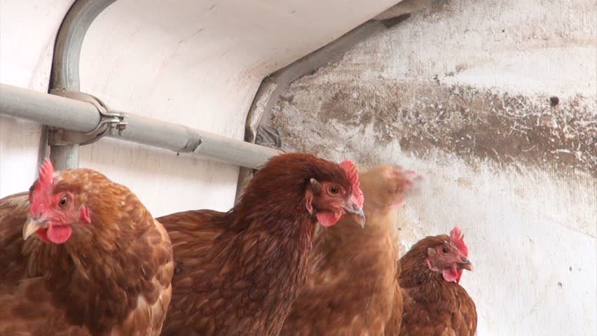 Free-Range chickens laying eggs inside of a brooder house on a farm in Illinois