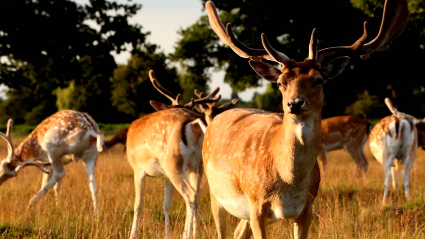 A Stag swallows then looks sideways away from camera in Royal Richmond Park, England 