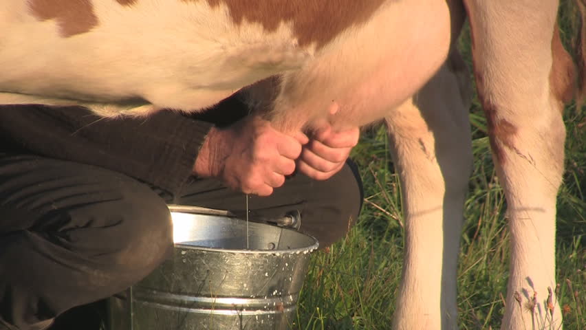 Milking cow outdoors, Podhale, Poland