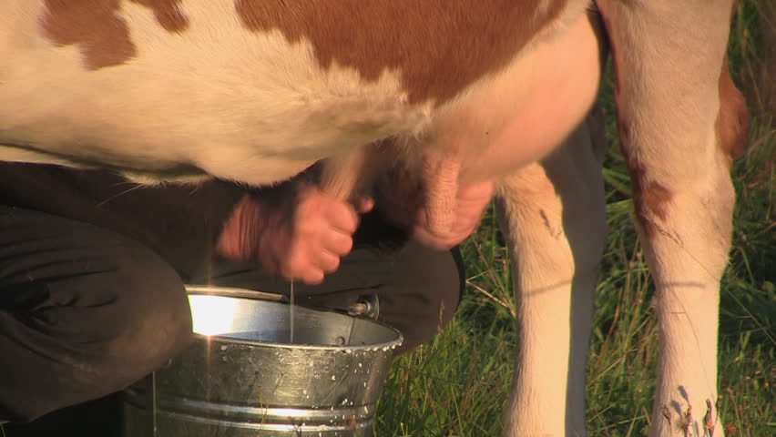 Milking cow outdoors, Podhale, Poland