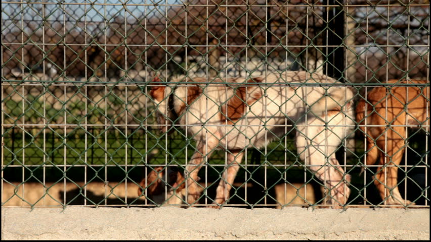 Aggressive dogs about to fight locked and tied in a kennel 