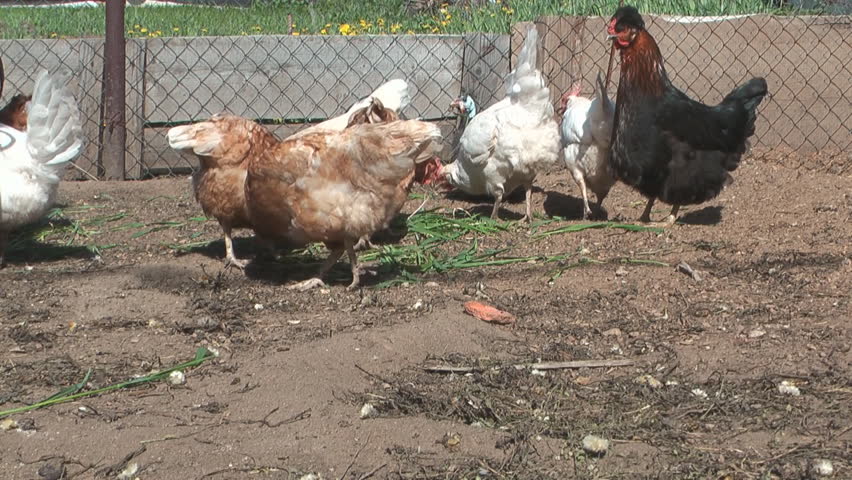 Hens and guinea fowl in an open-air cage.