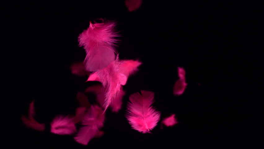 Feathers float in air with red hues