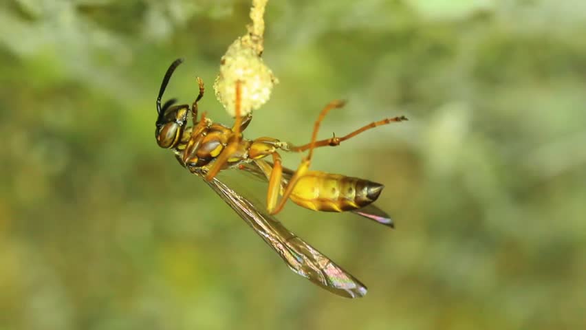 wasp cleaning shes body, super macro HD video, aprox 2:1 lifesize, camera lock down