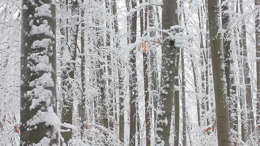 Trees in the snow in the forest in winter