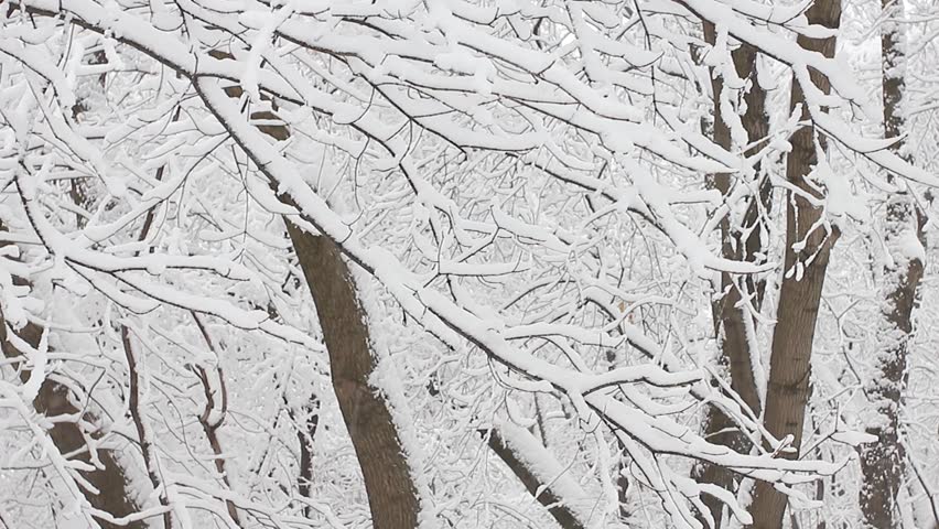 Trees in the snow in the forest in winter