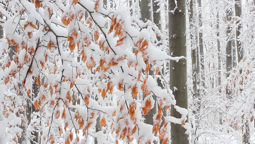 Trees in the snow in the forest in winter