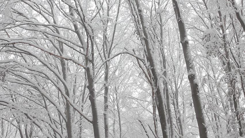 Trees in the snow in the forest in winter
