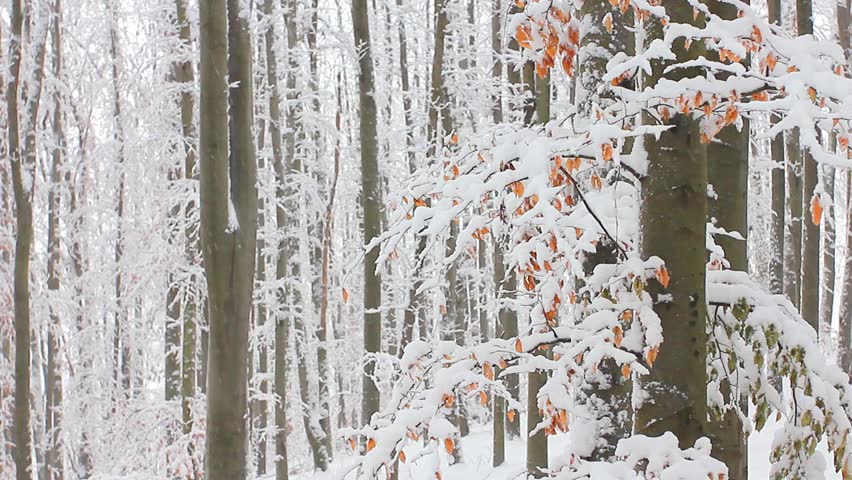 Trees in the snow in the forest in winter