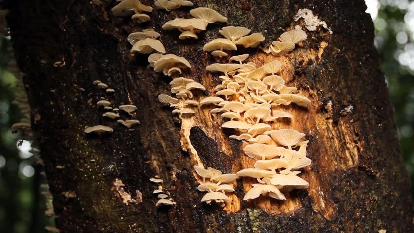 Dead tree trunk covered in fungi. Visited by fruit flies. In tropical rainforest, Ecuador