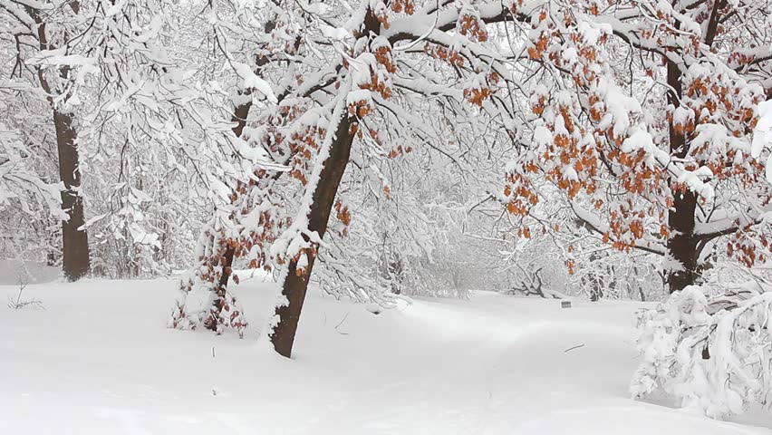 Trees in the snow in the forest in winter
