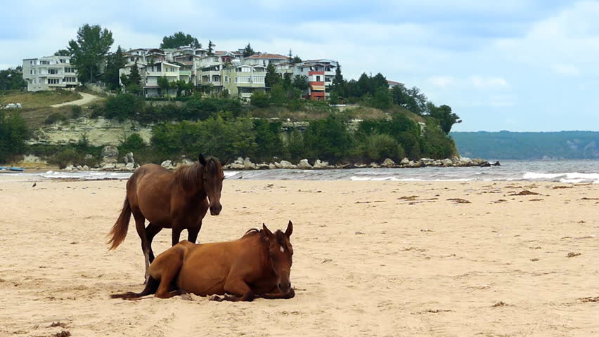 Pair of horses on sandy beach against town scape - Animals - Nature