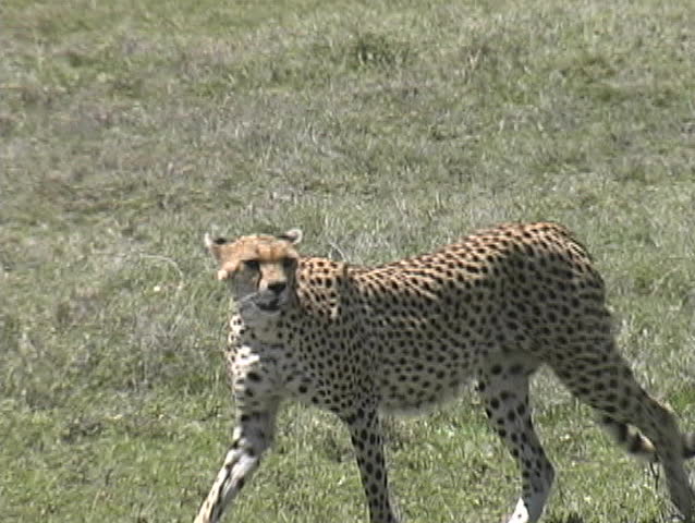 Cheetah walking across the Serengeti plains Tanzania Africa