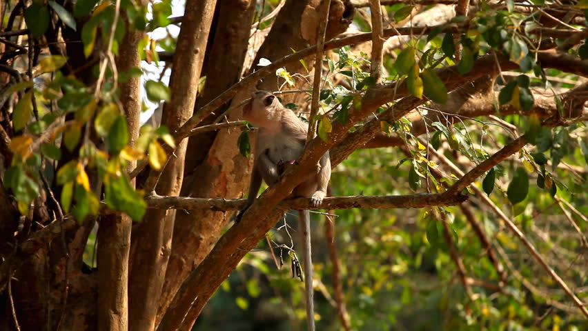 Cambodian Macaque Monkey playing, eating, jumping, scratching