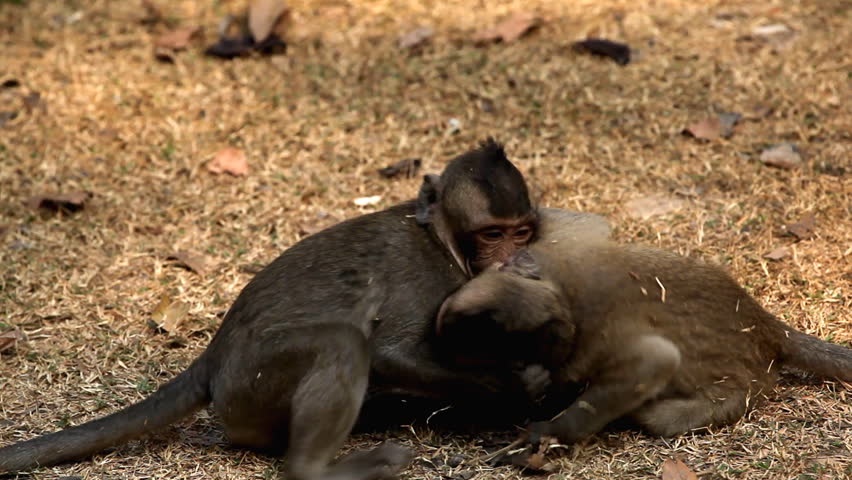 Cambodian Macaque Monkey playing, eating, jumping, scratching
