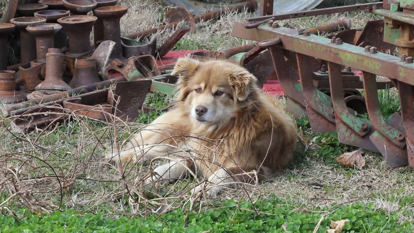 Dog Head Turn In  Scrap Metal Area