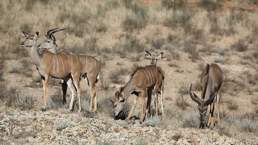 Group of kudu antelopes (Tragelaphus strepsiceros), Kalahari desert, South Africa