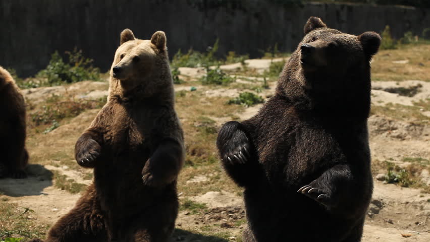 Funny Brown Bear, Eating, Playing, Sitting, Looking, Nature, Wilderness