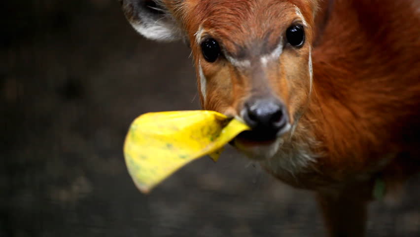 Deer (Cervidae), Bambi, Ruminant Mammals, Eating, Relaxing in the Forest, Wild