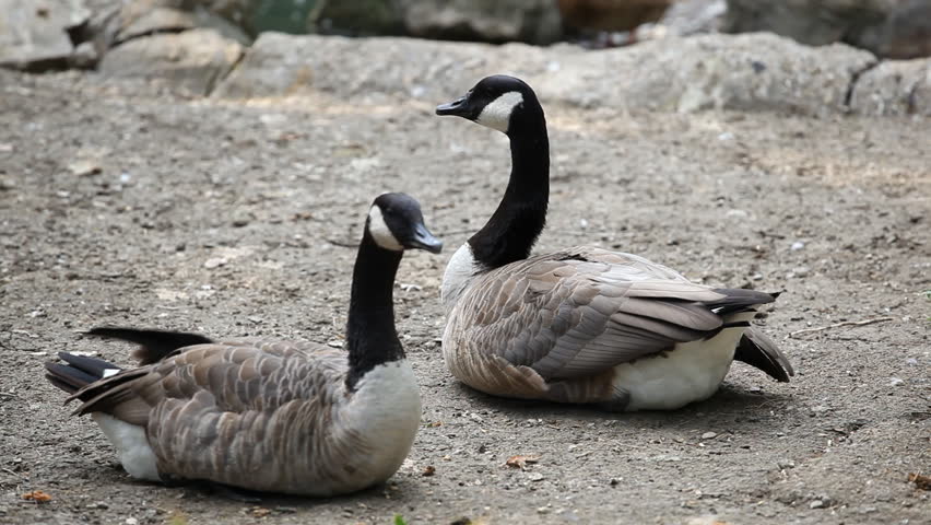 Beautiful Exotic Goose protect nest Park Lake, Small Pond, Birds