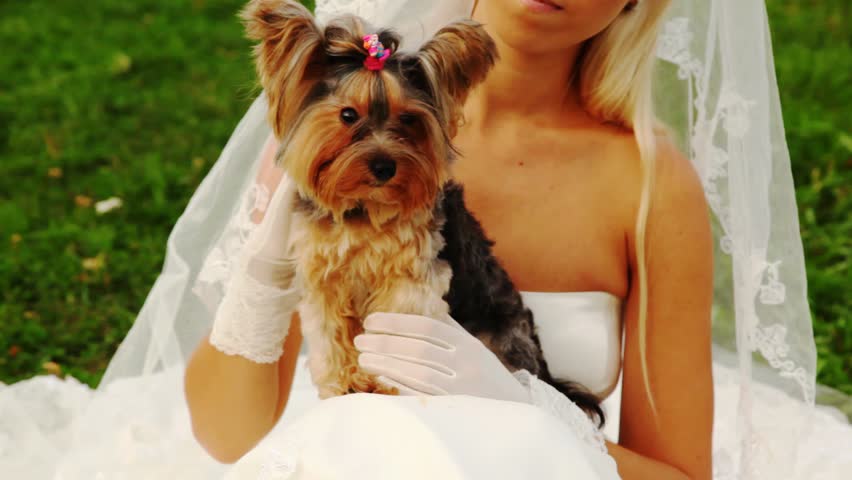 bride sits on grass in white dress and irons small terrier close up