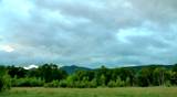 Wood before the thunder-storm beginning, many stinging blood-sicking insects