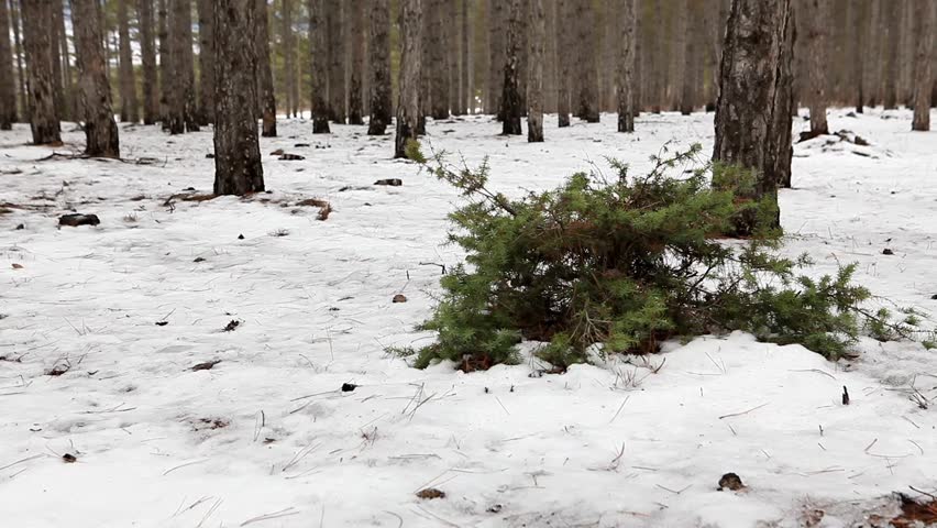 Junipers in the coniferous forest in winter (Juniperus communis) 