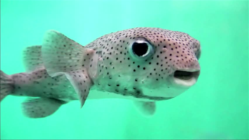 Fish underwater