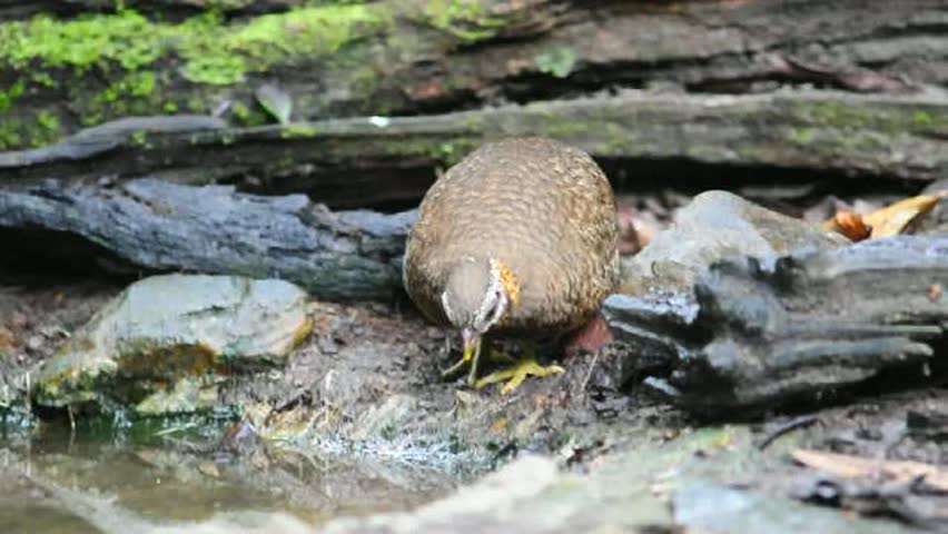 Scaly-breasted Partridge bird from Thailand