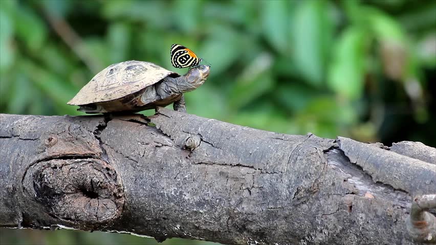 A Butterfly collects salt from a Yellow-spotted Amazon River Turtle (Podocnemis unifilis) basking on a log in the Peruvian Amazon