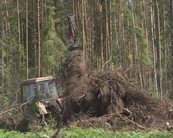 Special timber handling truck loads of tree branch in trailer. 