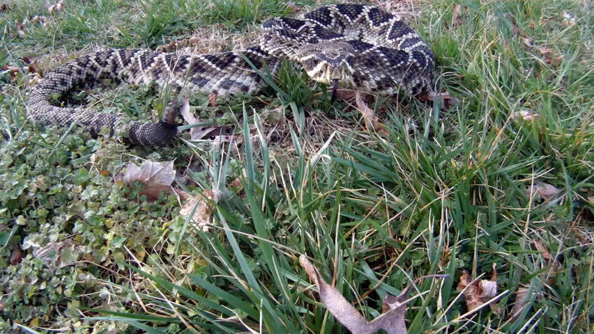 Eastern Diamondback Rattlesnake strike