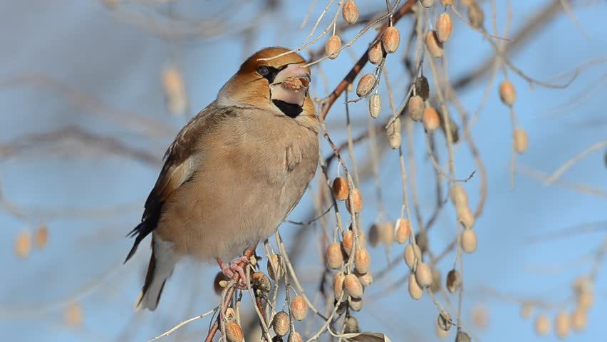 adult hawfinch on branch eating (coccothraustes coccothraustes)