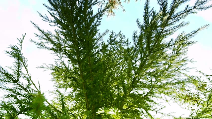 Christmas tree in the sky