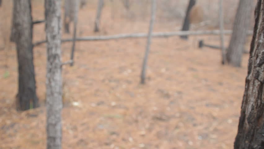 closeup of two  recent wildfire burned pine trunks with bark char and running sap