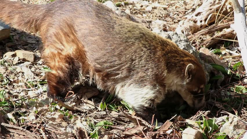 Coatimundi or coati searches, digs for food beneath rocky, desert soil. 1080p