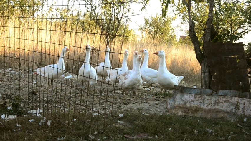 organic geese on a street