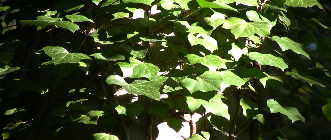 Ivy