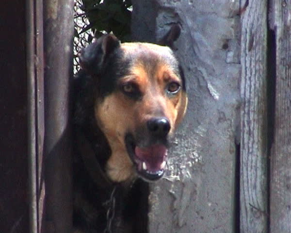 Barking dog.