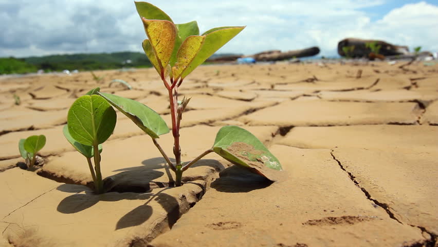 Tree seedling growing in the bottom of a dried up pond on the Pacific coast of Ecuador