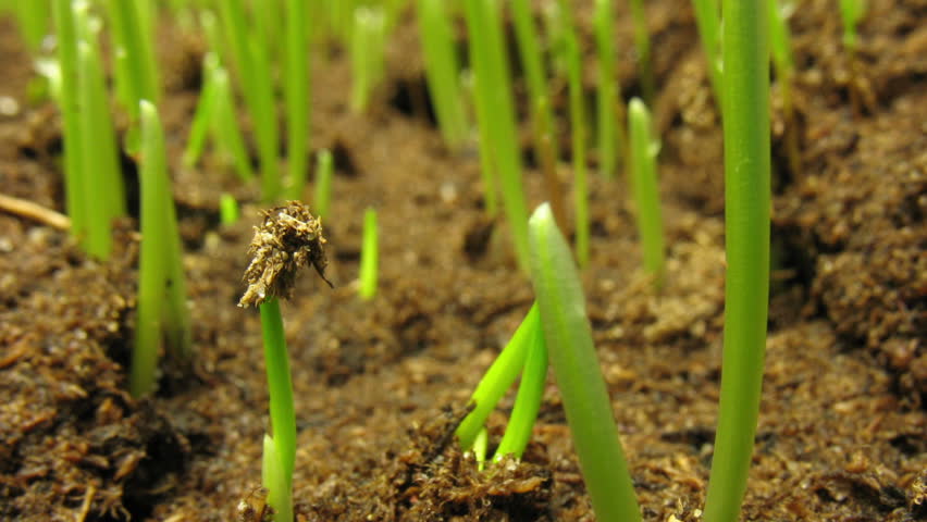 Growing green grass plant time lapse